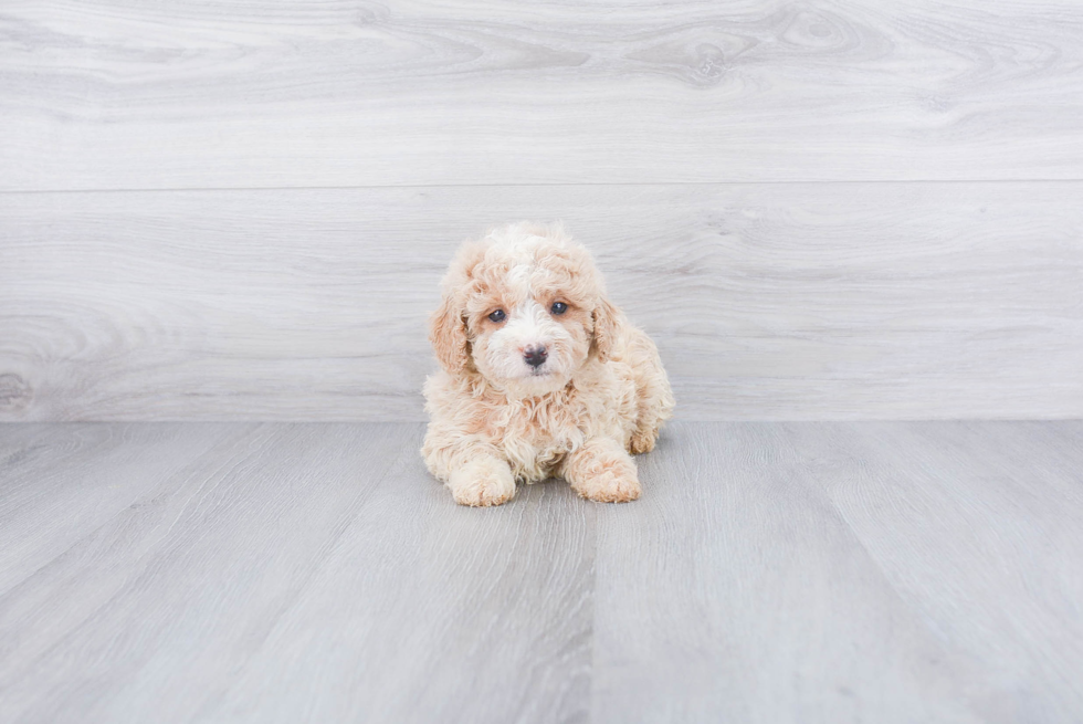 Fluffy Mini Goldendoodle Poodle Mix Pup