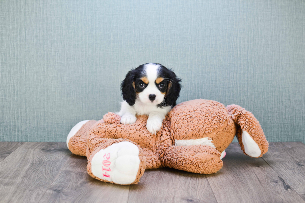 Cavalier King Charles Spaniel Pup Being Cute