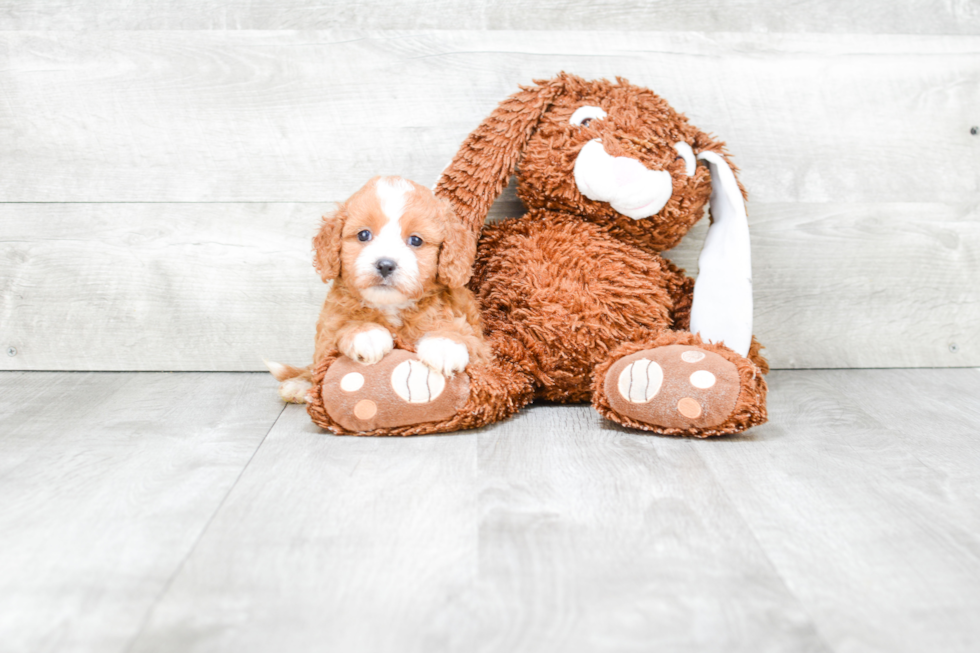 Happy Cavapoo Baby