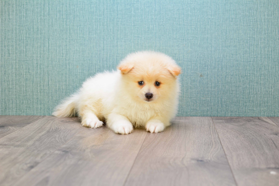 Popular Pomeranian Baby