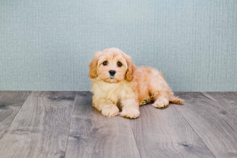 Cavachon Puppy for Adoption