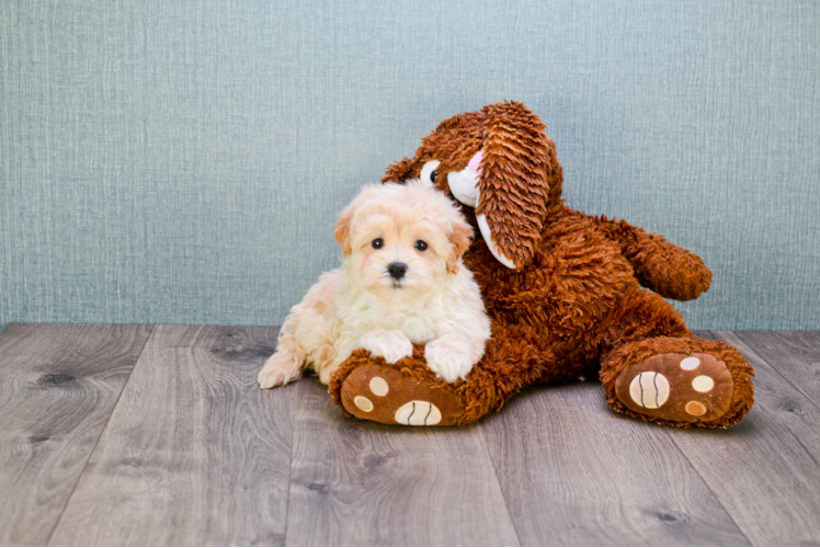 Maltipoo Puppy for Adoption