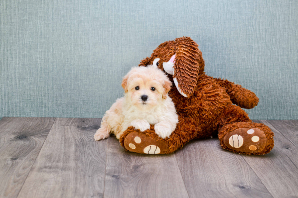 Maltipoo Puppy for Adoption