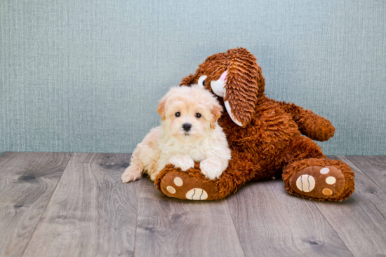 Maltipoo Puppy for Adoption