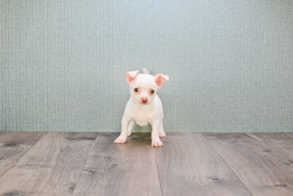 Cute Chihuahua Mix Puppy