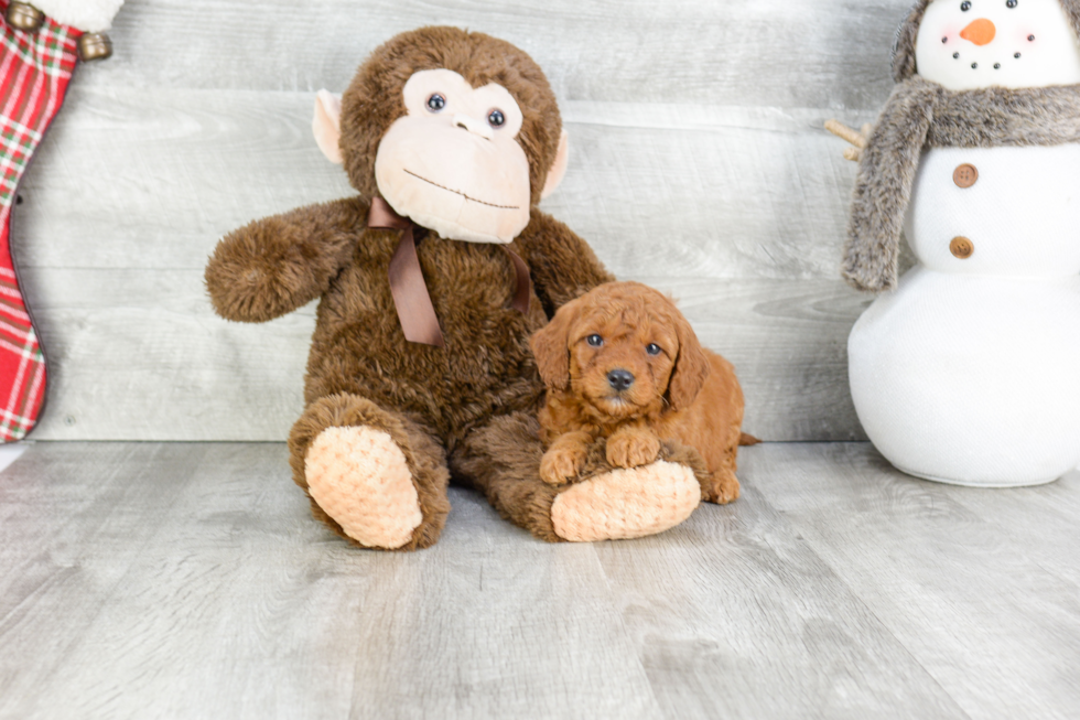 Sweet Mini Goldendoodle Baby