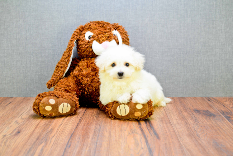 Bichon Frise Puppy for Adoption