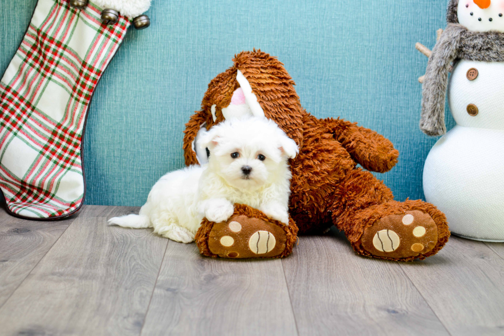 Playful Maltese Baby