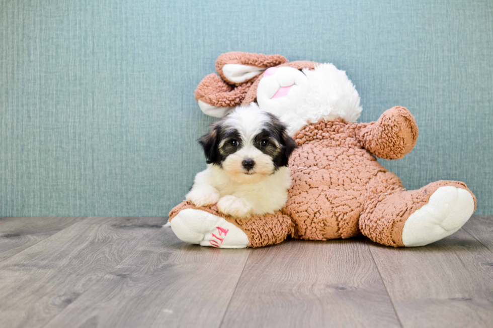 Havanese Pup Being Cute