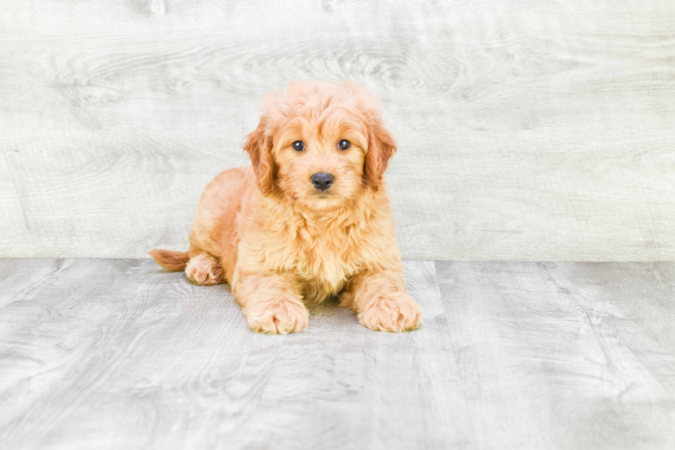 Mini Goldendoodle Puppy for Adoption