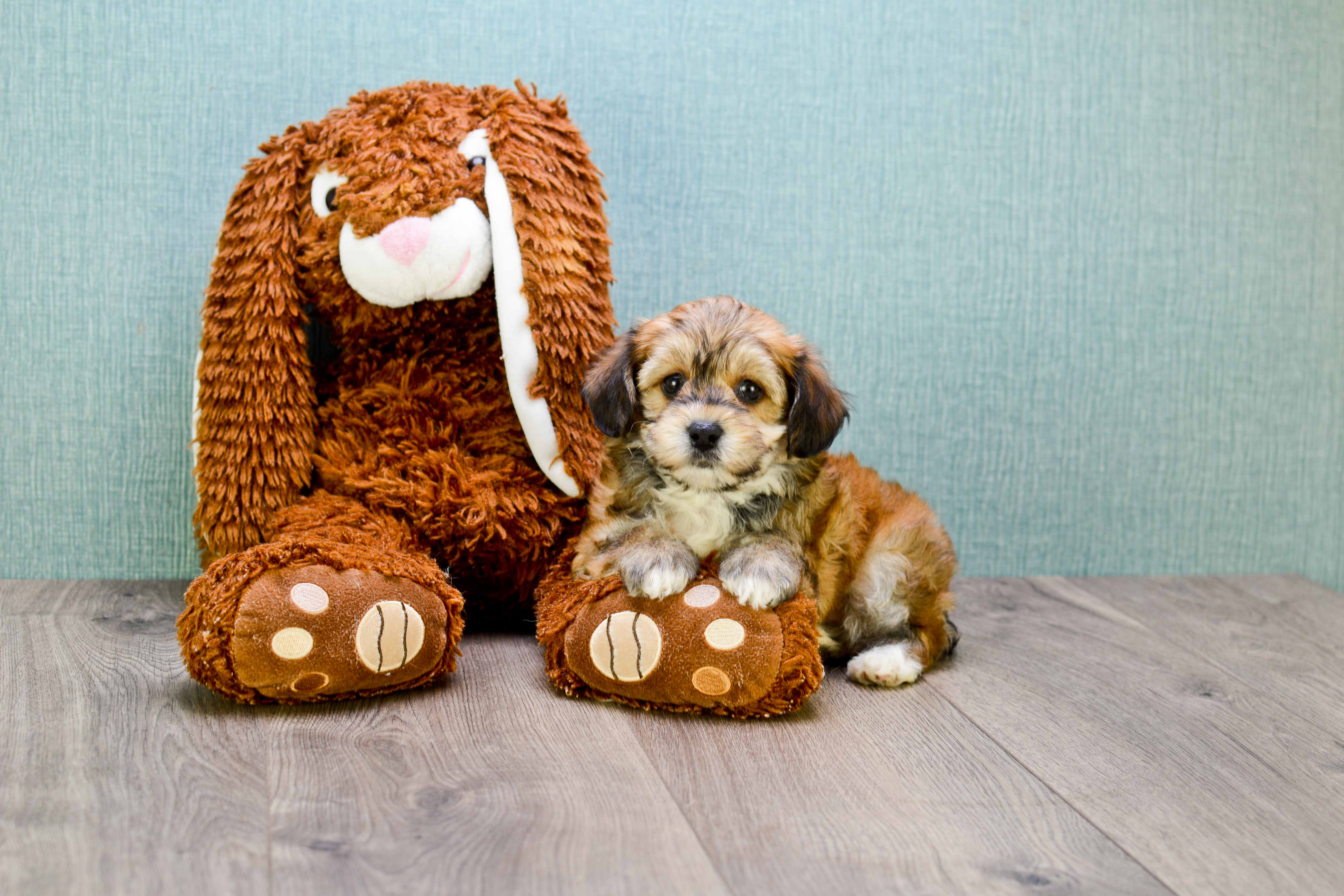 Yorkie Poo Pup Being Cute