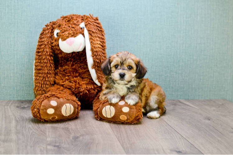 Yorkie Poo Pup Being Cute