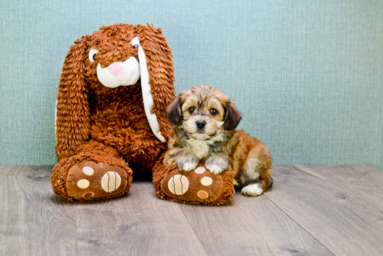 Yorkie Poo Pup Being Cute