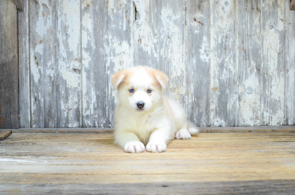 Happy Pomsky Baby