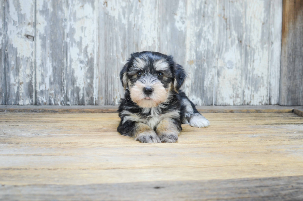 Fluffy Morkie Designer Pup