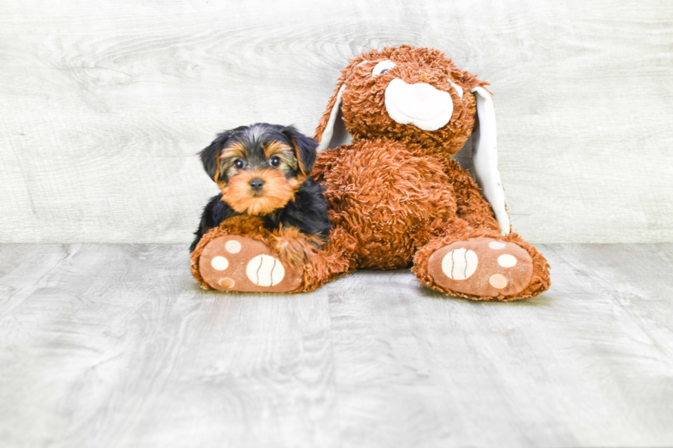 Meet Izzie - our Yorkshire Terrier Puppy Photo 