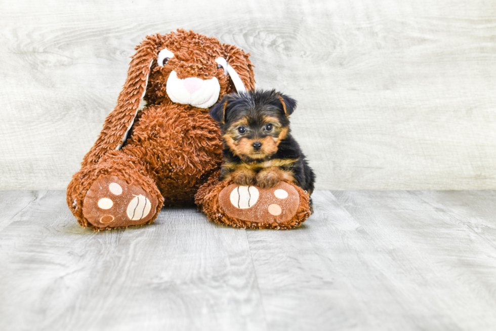 Meet Twinkle - our Yorkshire Terrier Puppy Photo 