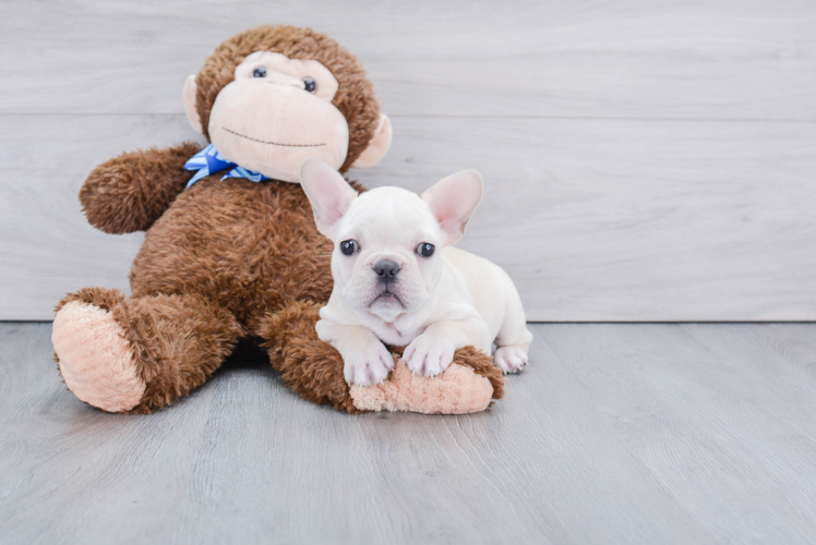 Best French Bulldog Baby