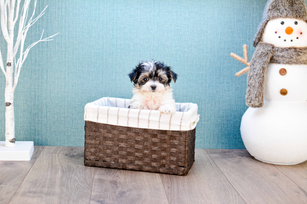 Morkie Pup Being Cute