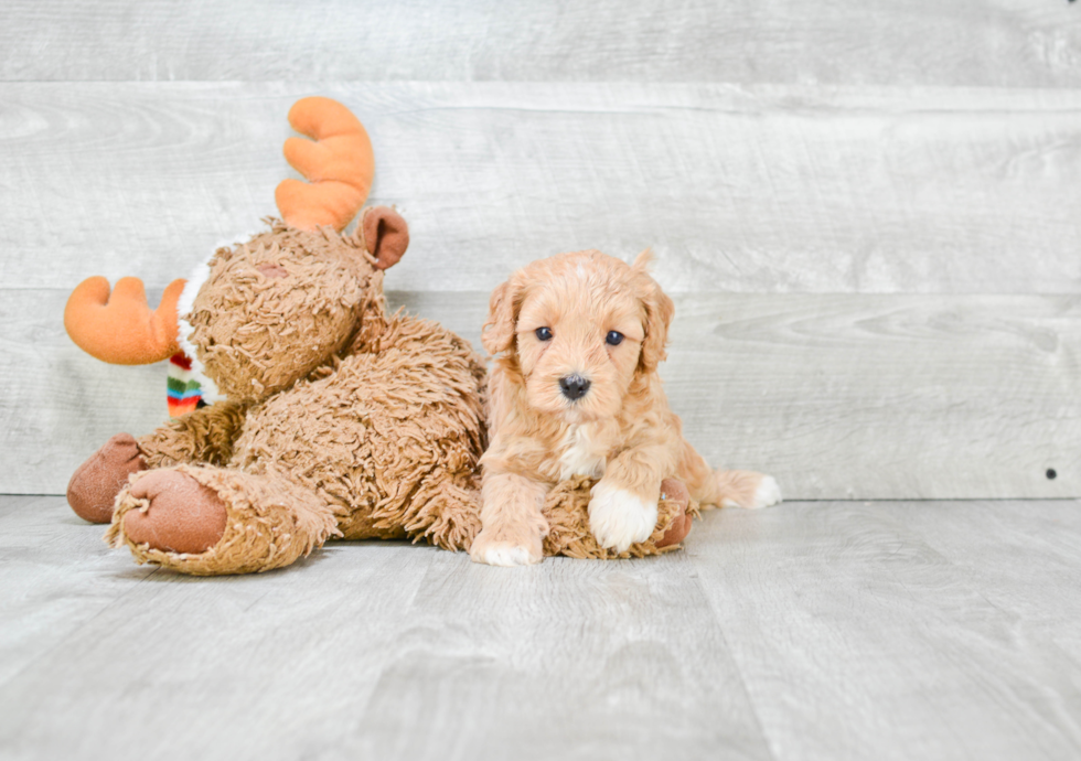 Cavapoo Puppy for Adoption