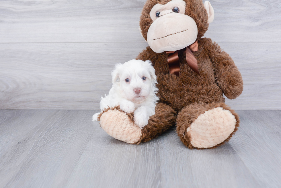 Fluffy Havanese Purebred Puppy