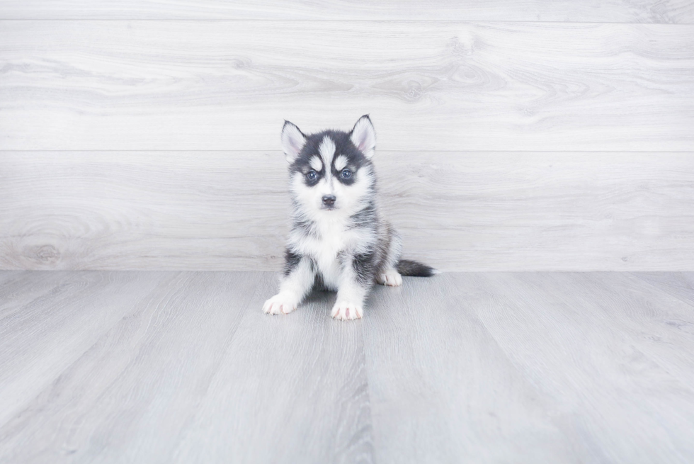 Best Pomsky Baby