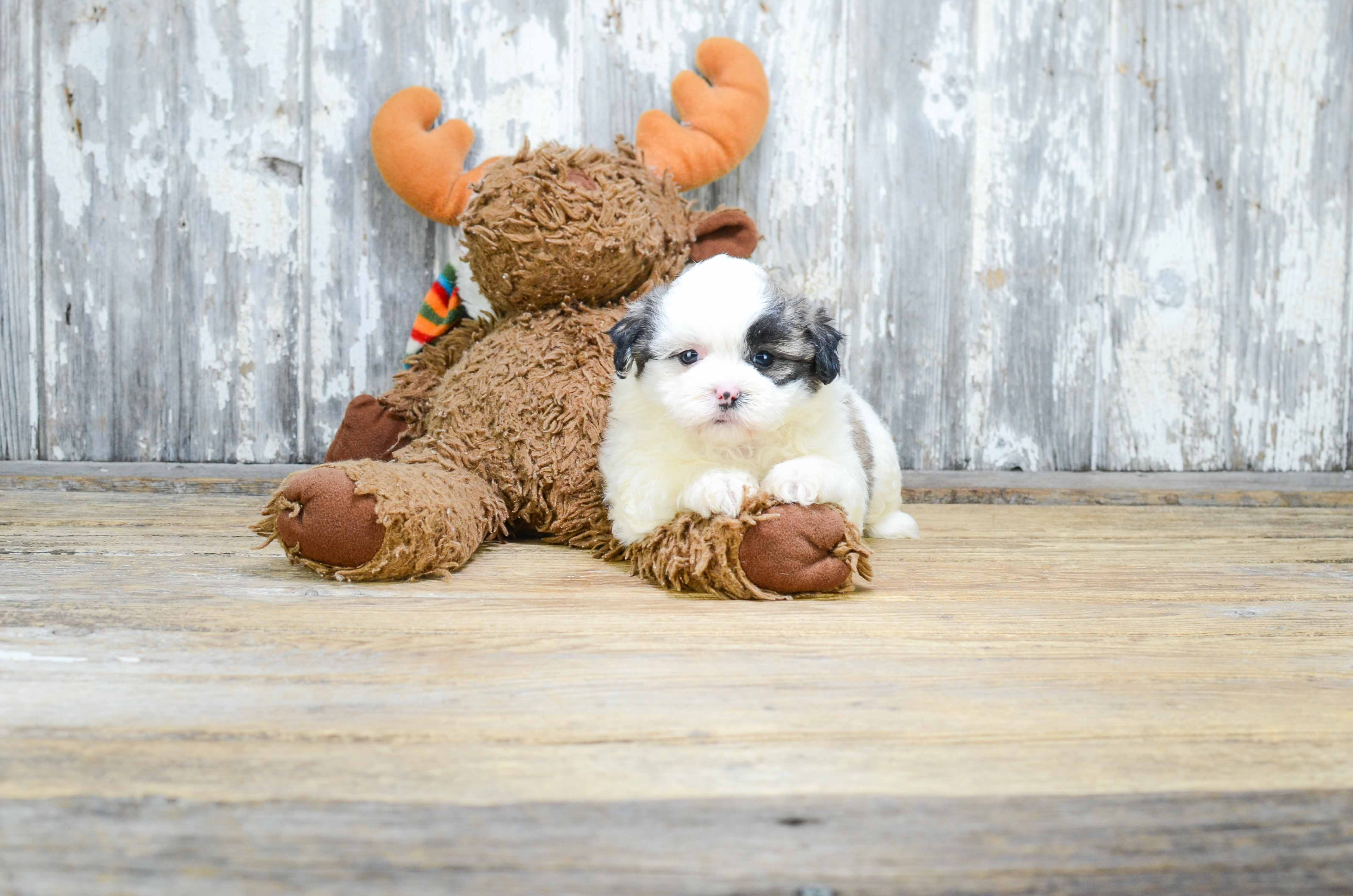 Teddy Bear Puppy for Adoption