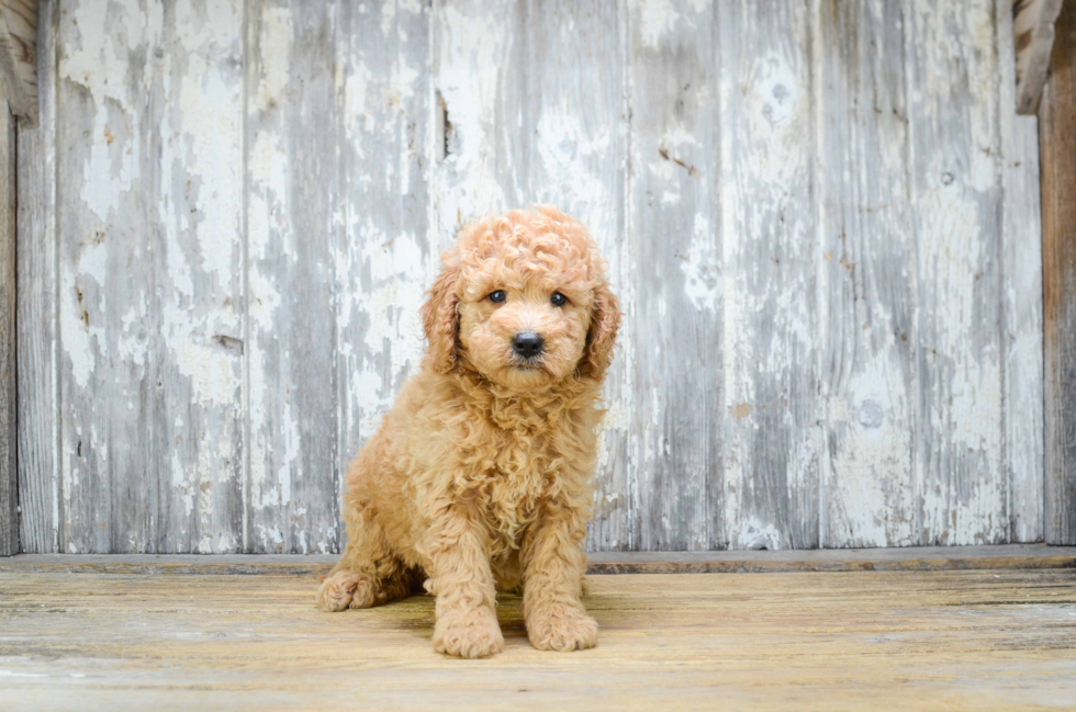 Mini Goldendoodle Puppy for Adoption