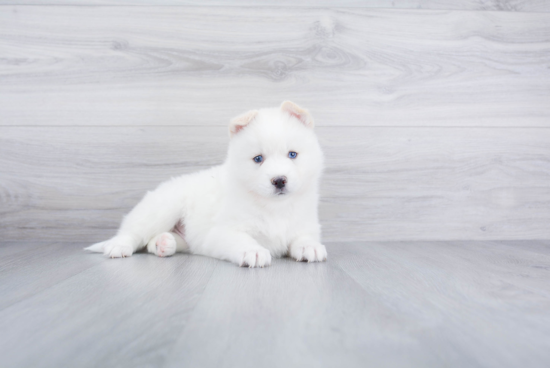 Pomsky Pup Being Cute