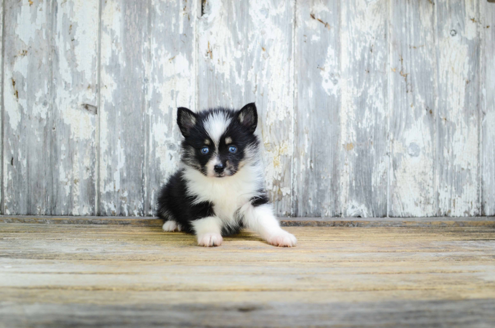 Smart Pomsky Designer Pup