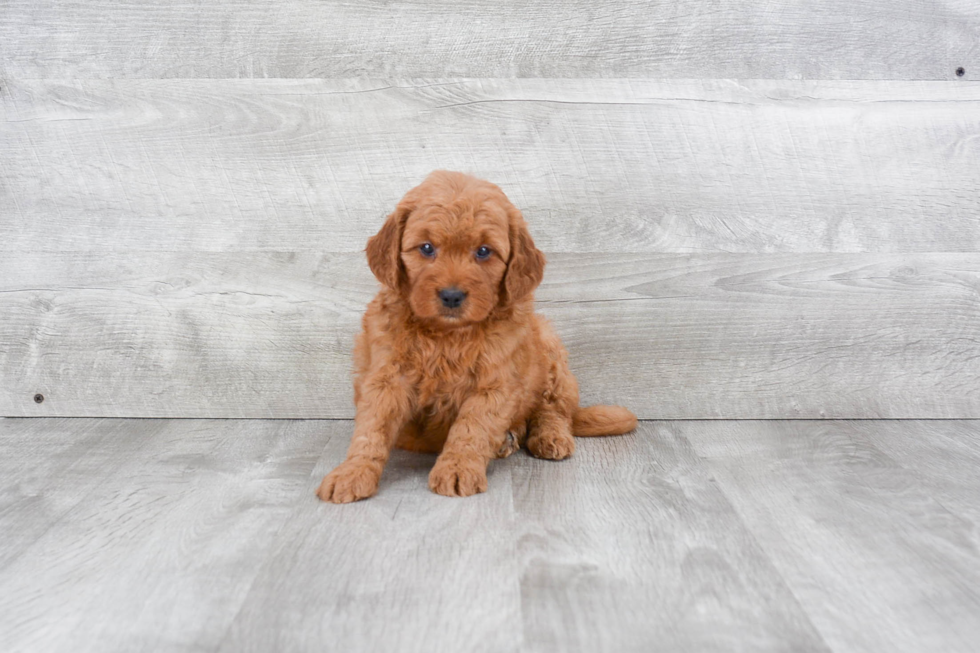 Popular Mini Goldendoodle Poodle Mix Pup