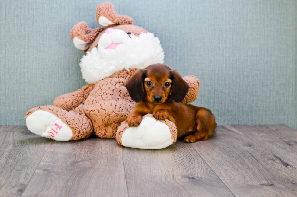 Dachshund Pup Being Cute