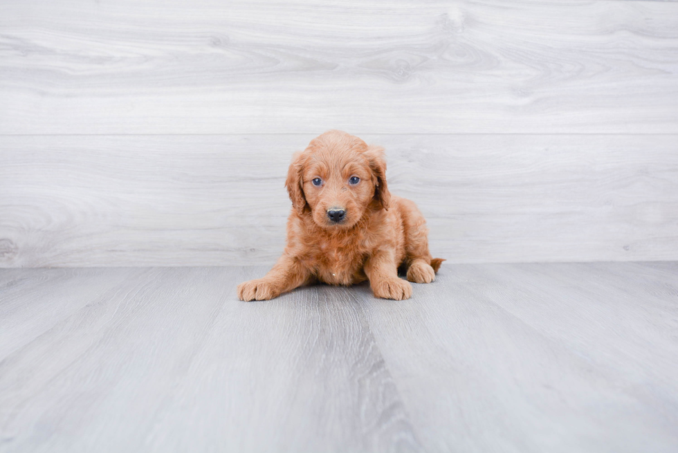 Playful Golden Retriever Poodle Mix Puppy