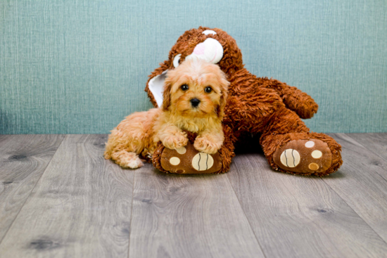 Cavapoo Pup Being Cute