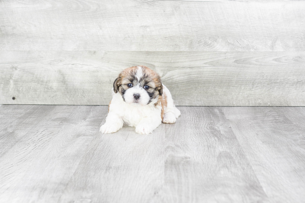 Teddy Bear Pup Being Cute