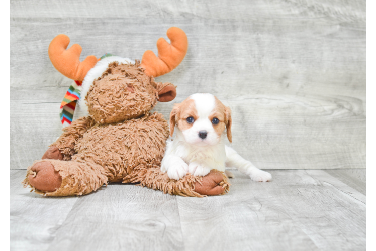 Cavalier King Charles Spaniel Puppy for Adoption