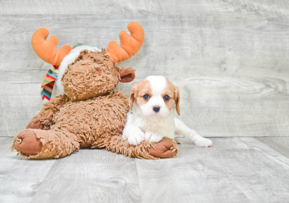 Cavalier King Charles Spaniel Puppy for Adoption