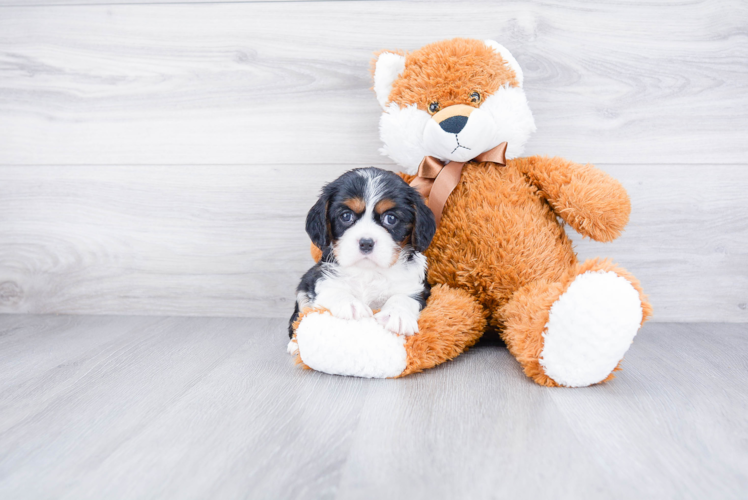 Sweet Cavalier King Charles Spaniel Purebred Puppy