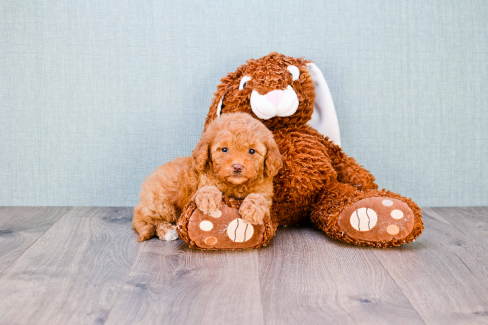 Mini Goldendoodle Pup Being Cute