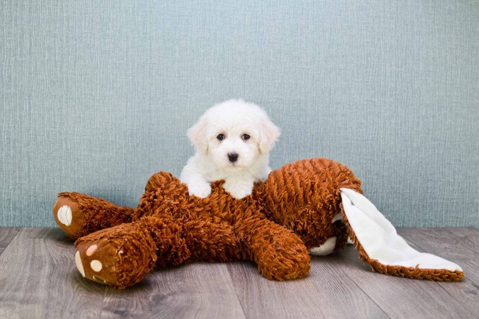 Smart Maltipoo Poodle Mix Pup