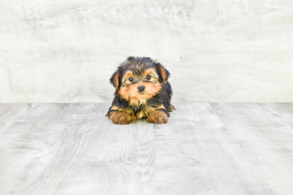 Meet Avery - our Yorkshire Terrier Puppy Photo 