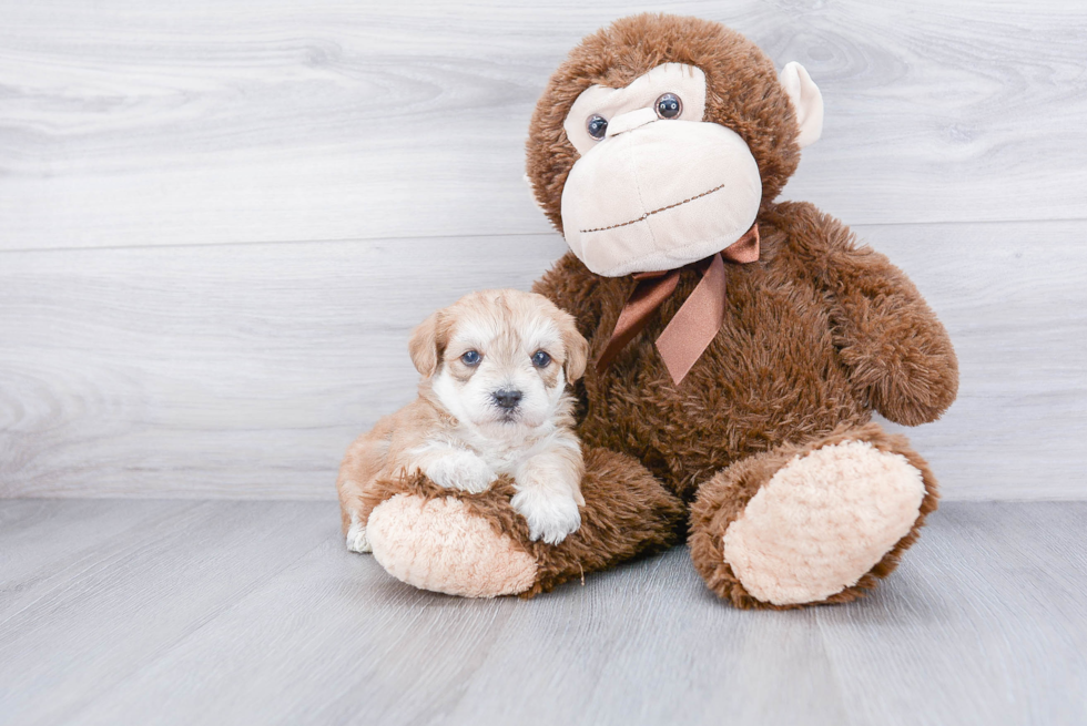 Morkie Pup Being Cute