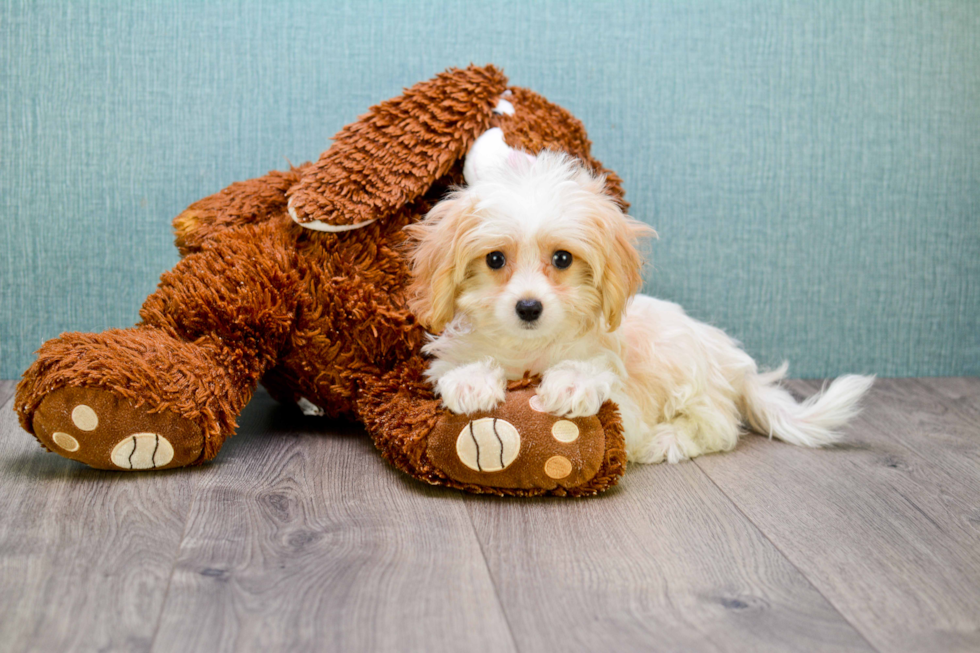 Funny Cavachon Designer Pup