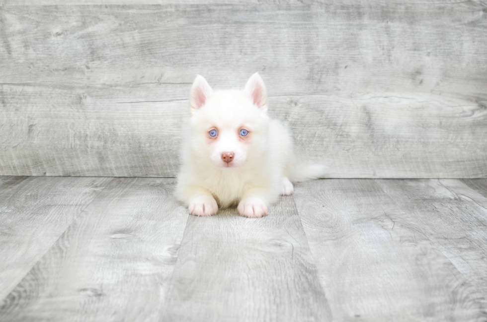 Smart Pomsky Designer Pup