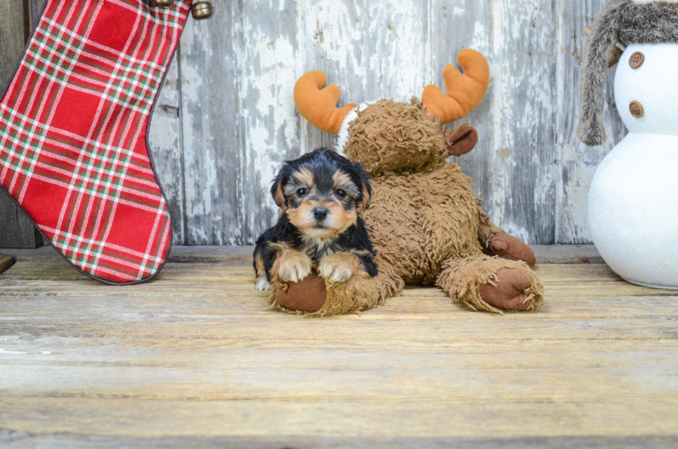 Best Morkie Baby