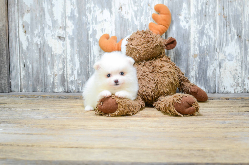 Smart Pomeranian Purebred Puppy