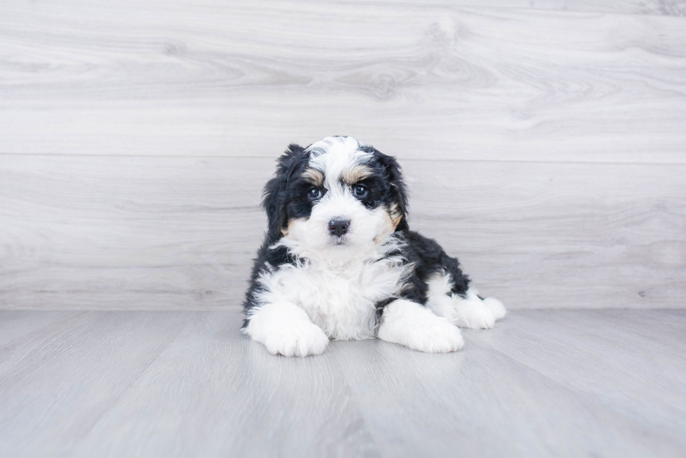 Mini Bernedoodle Puppy for Adoption