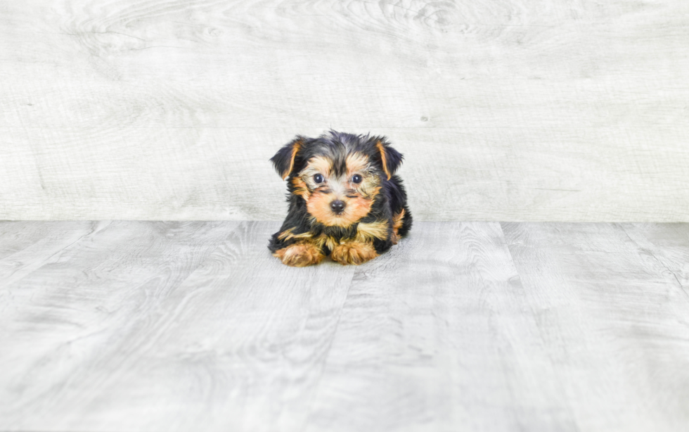 Meet Jeremy - our Yorkshire Terrier Puppy Photo 