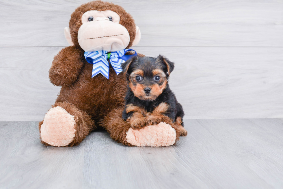 Meet Jeremy - our Yorkshire Terrier Puppy Photo 