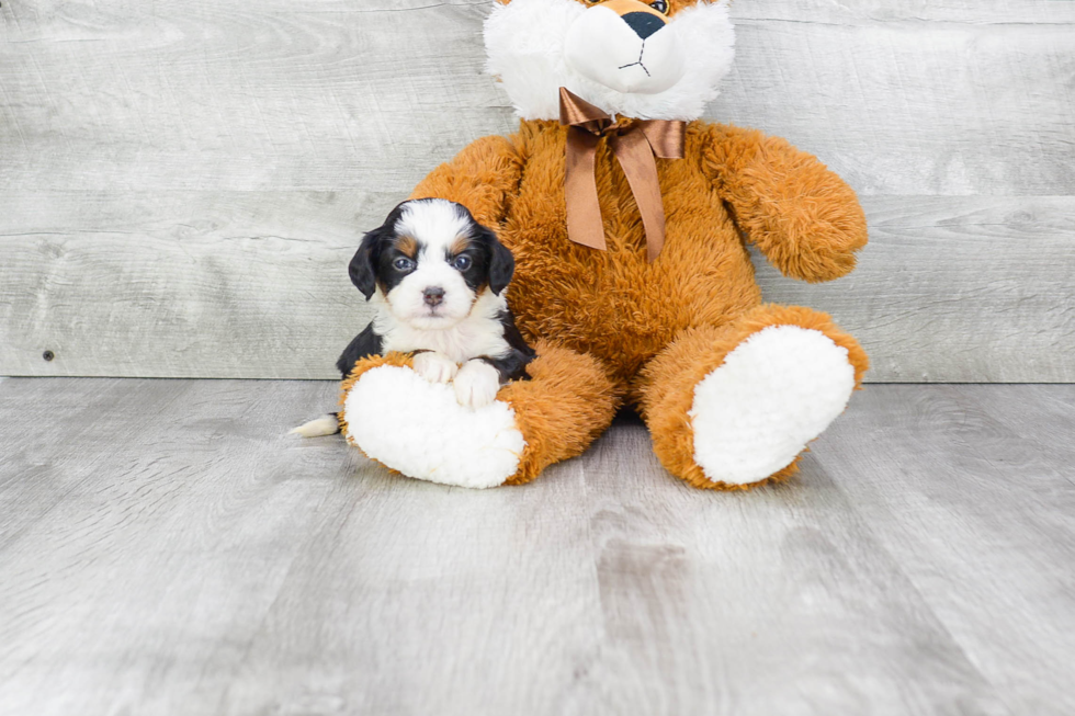 Funny Mini Bernedoodle Poodle Mix Pup